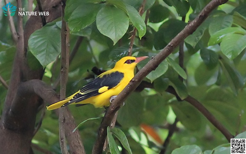 Indian Golden Oriole